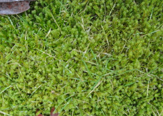 DSC04813_opt.jpg