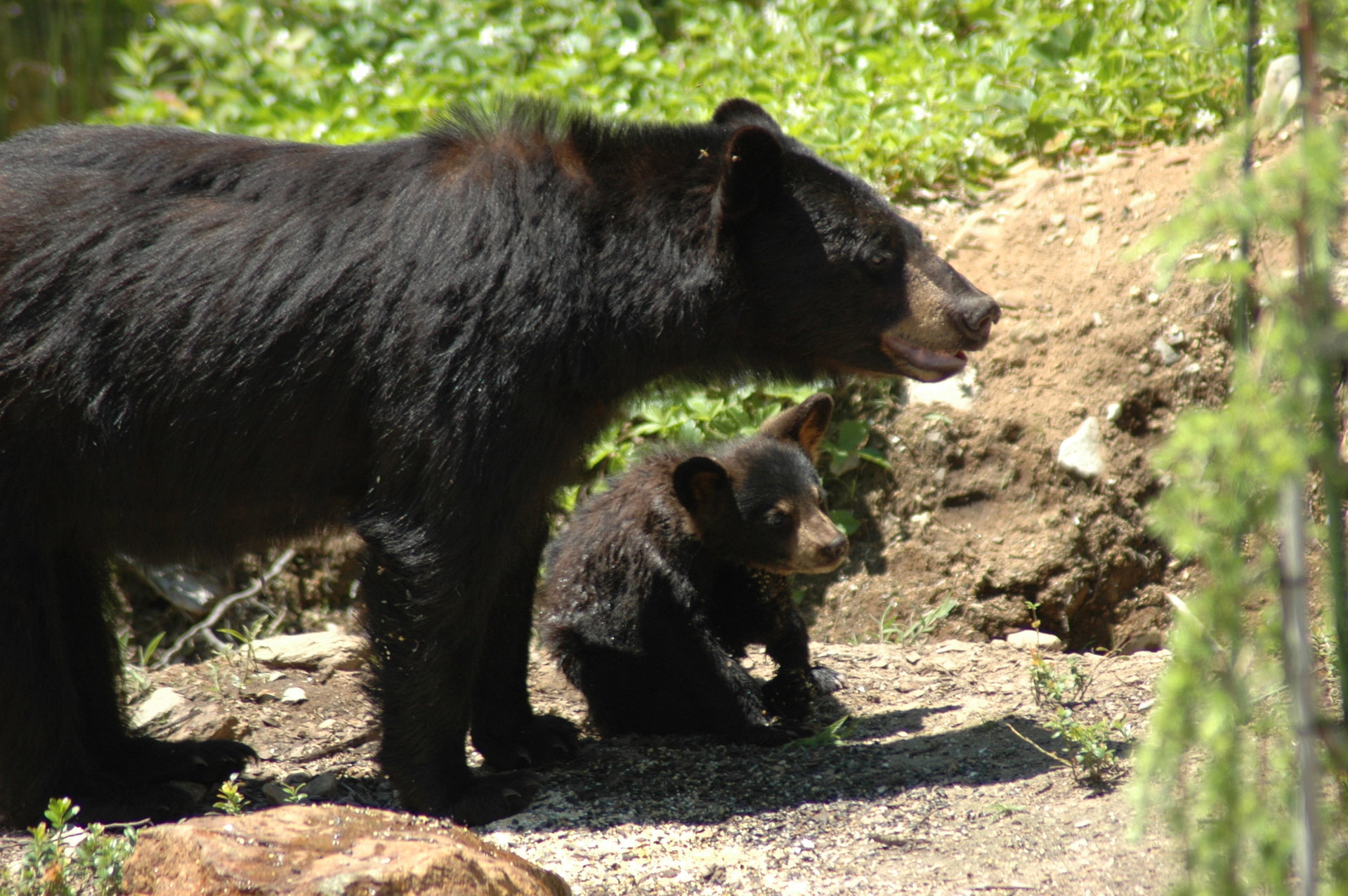 DSC_0062.JPG
