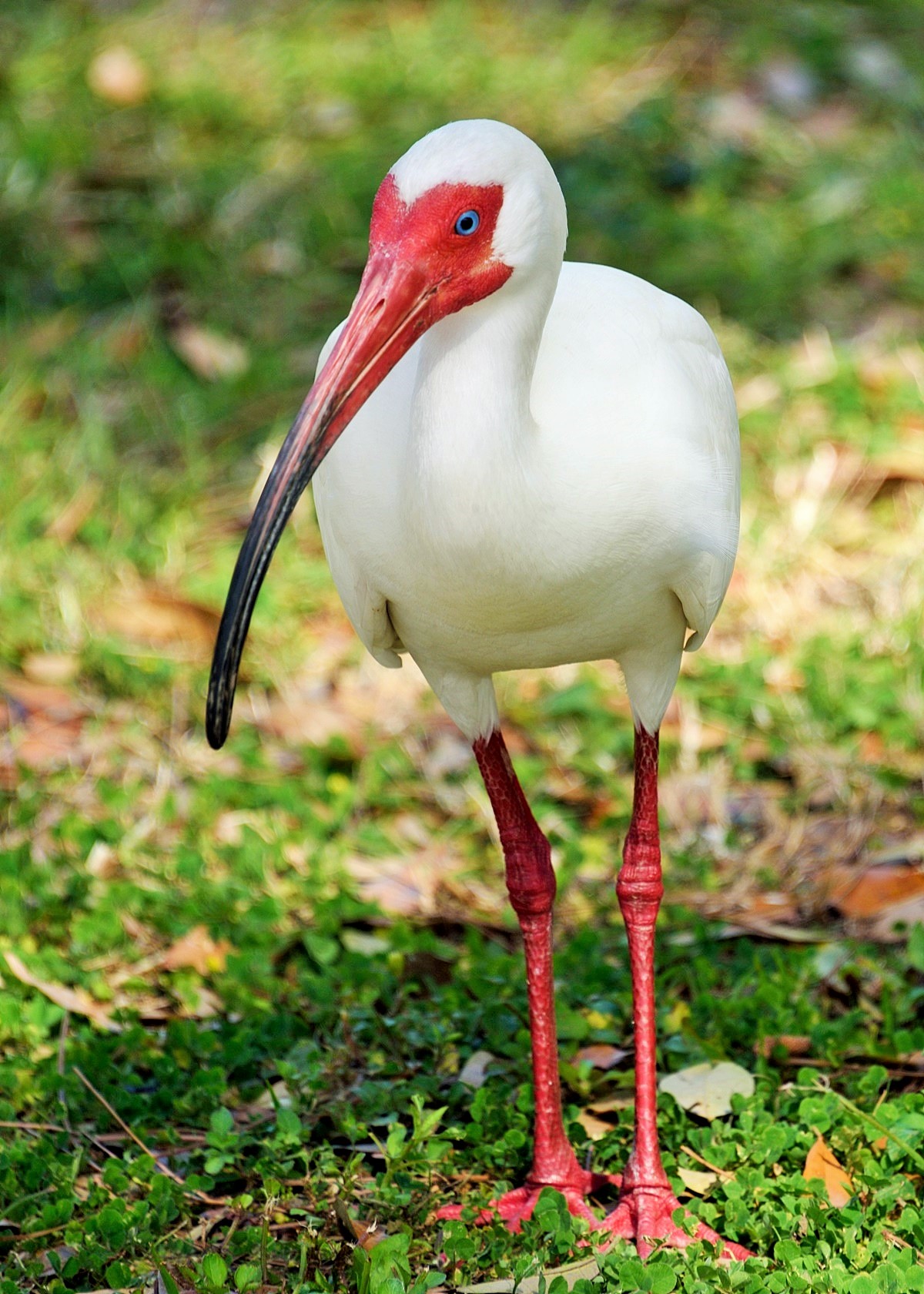 DSC_1803.JPG