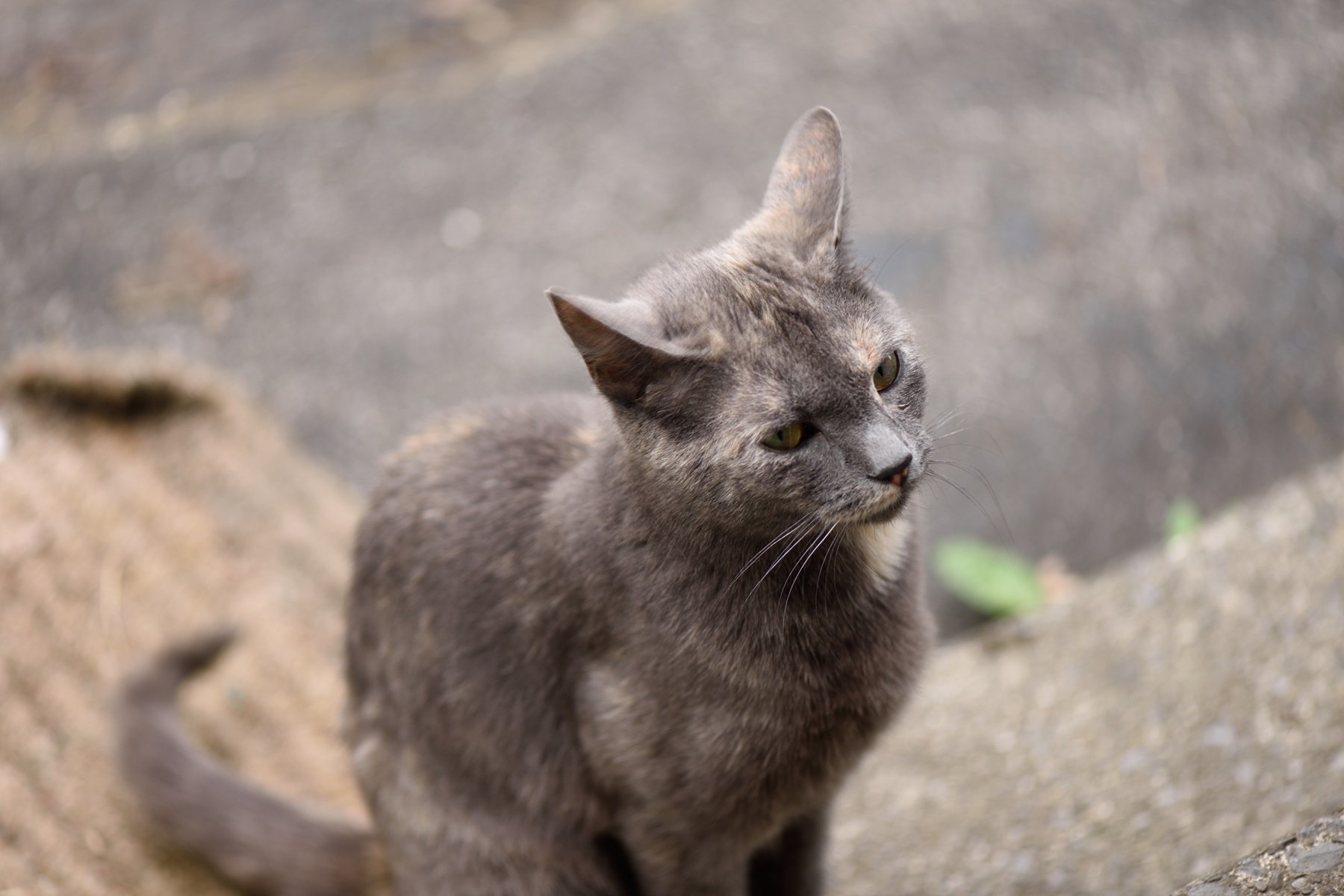 DSC_2211.JPG
