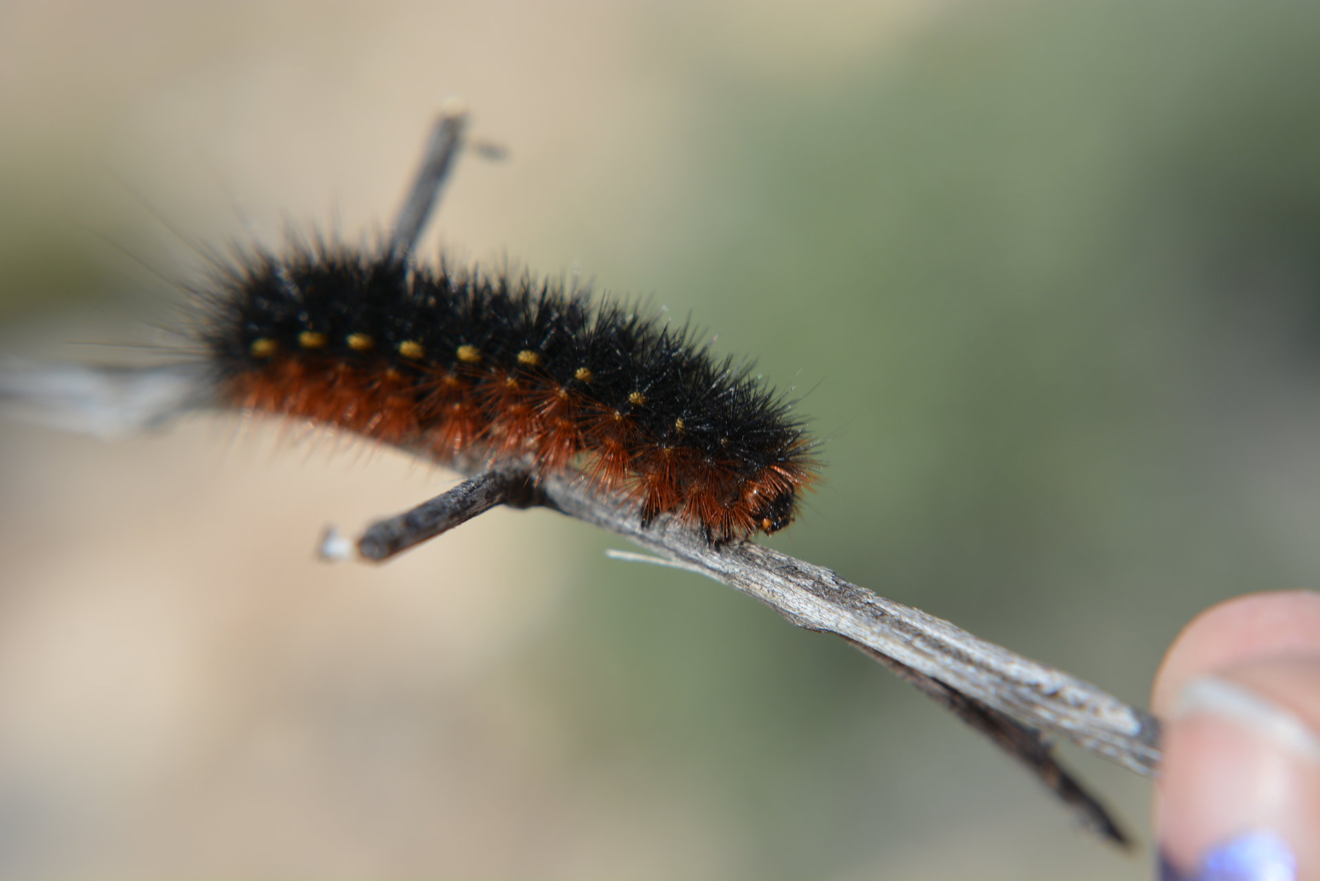 DSC_2864.JPG