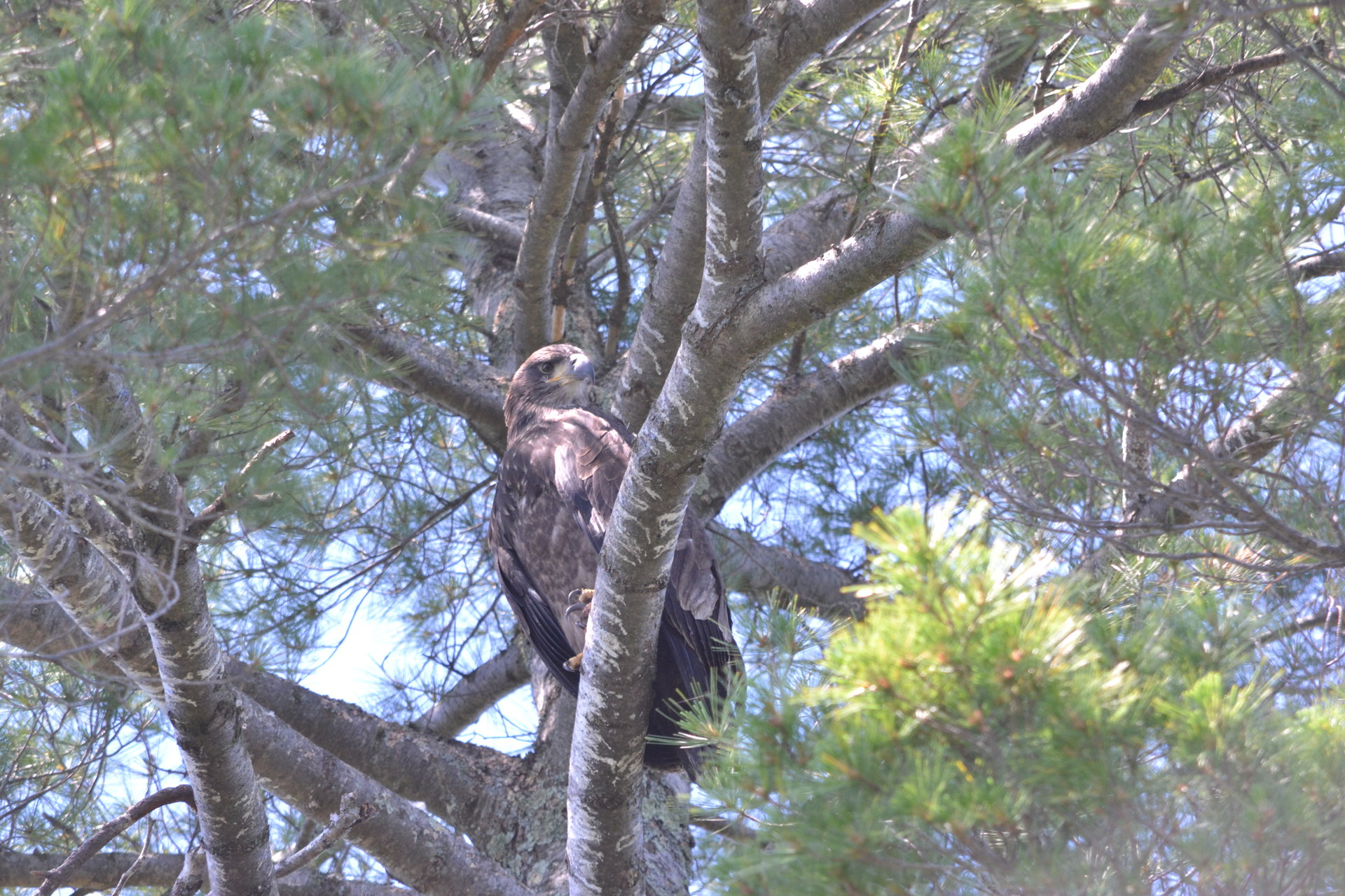 DSC_6479.JPG