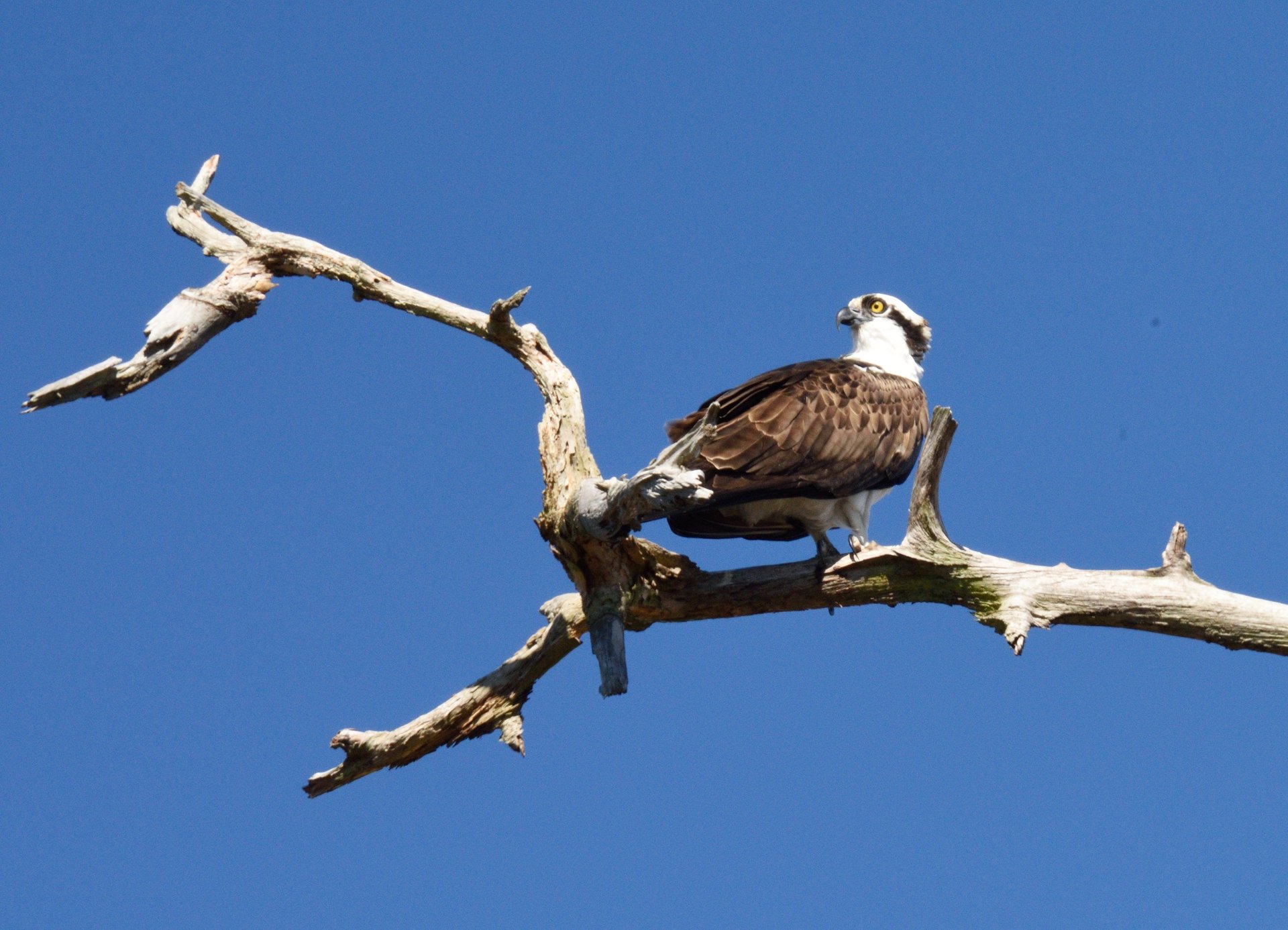 DSC_8074-crop.JPG