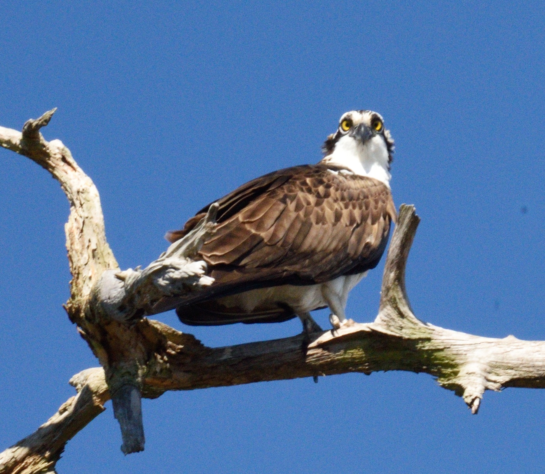 DSC_8078-crop.JPG