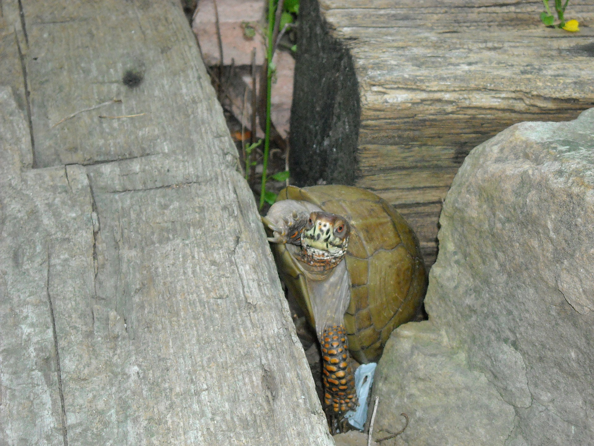 DSCN0007.JPG