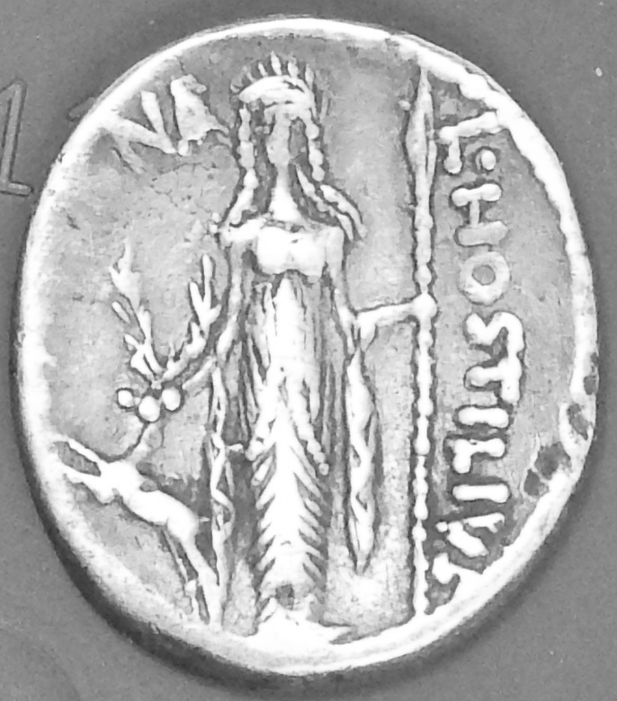 DSCN2580 Hostilia 4 rev.JPG