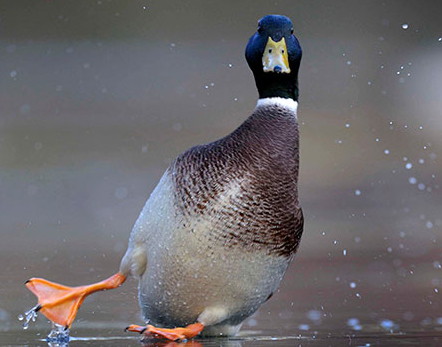 duck fell off.jpg