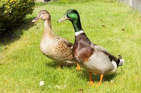 ducks.jpg