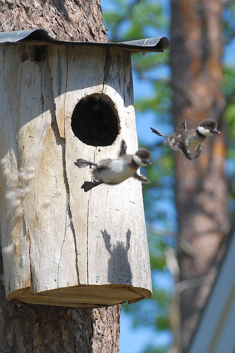 DucksLeavingNest.jpg