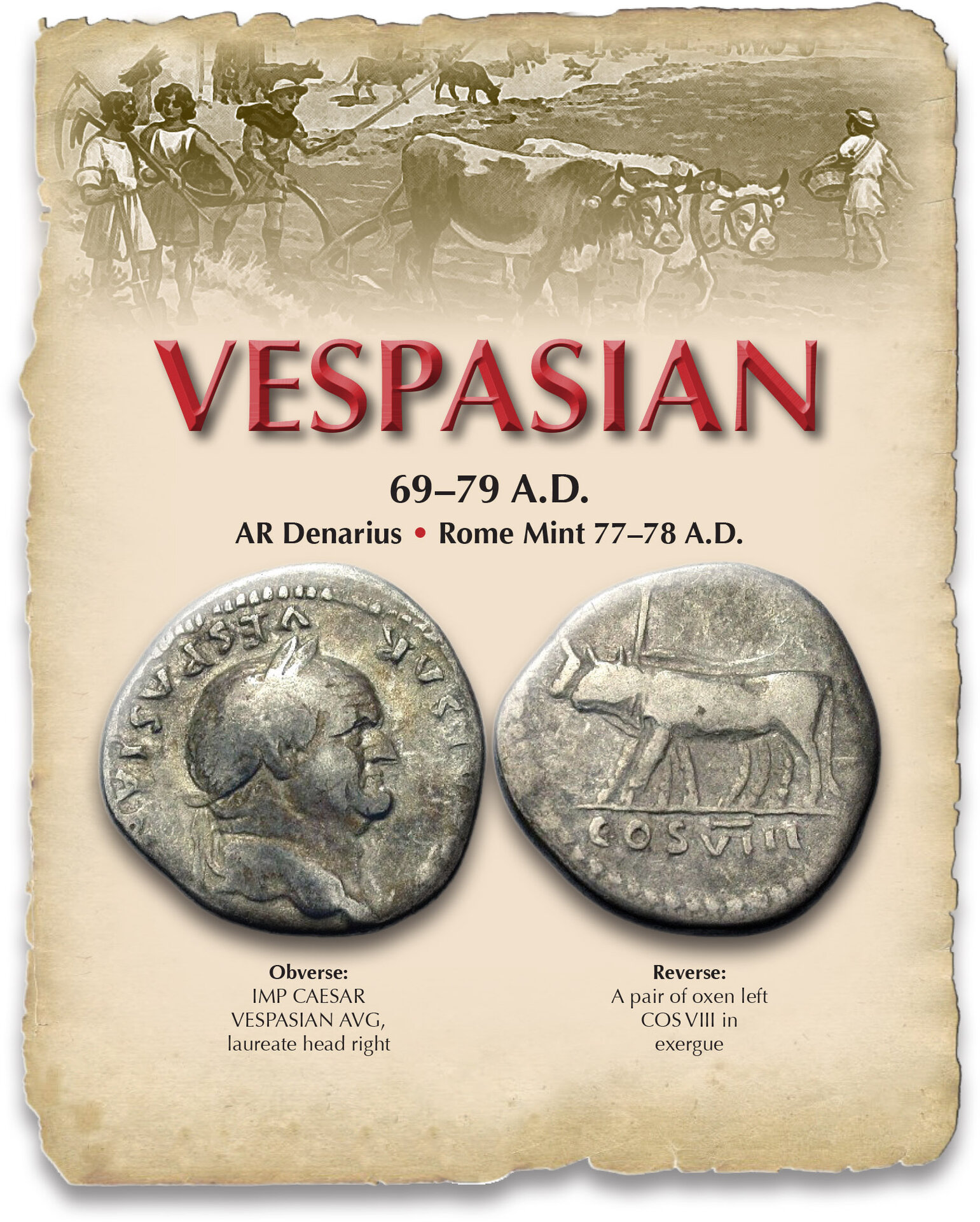 DUSTY VESPASIAN OXEN.jpg