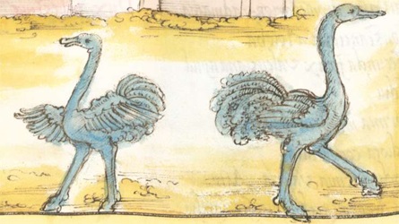 DuxArabiaeOstriches.jpg