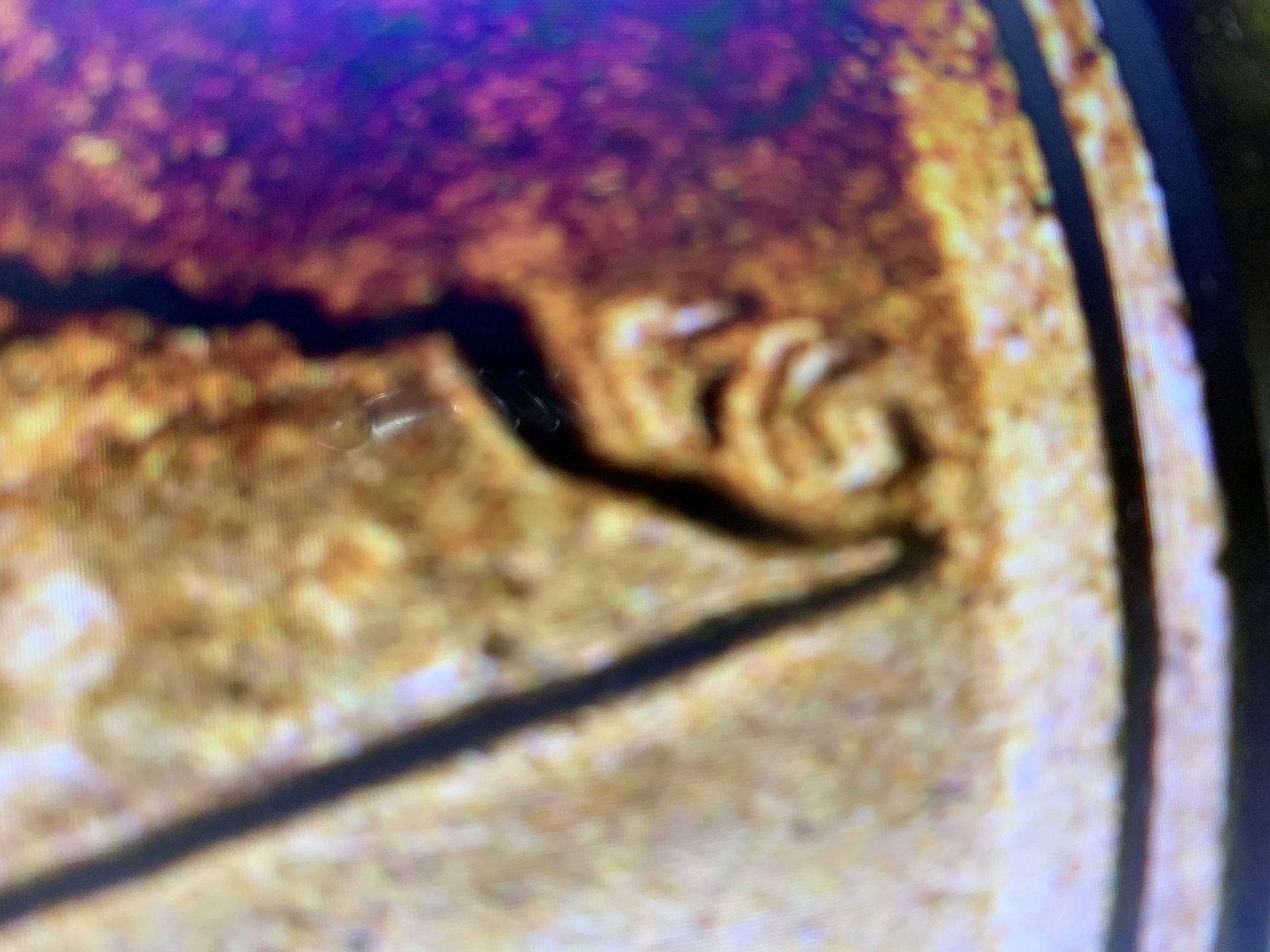 E780771C-6D2E-4F99-9CA3-FB9BDB57612A.jpeg