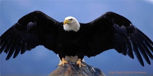 eagle on rock.jpg