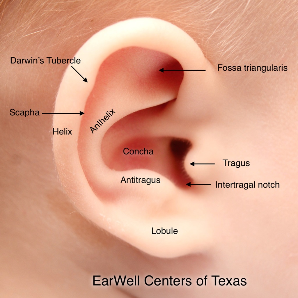 ear-anatomy-infant-.jpg