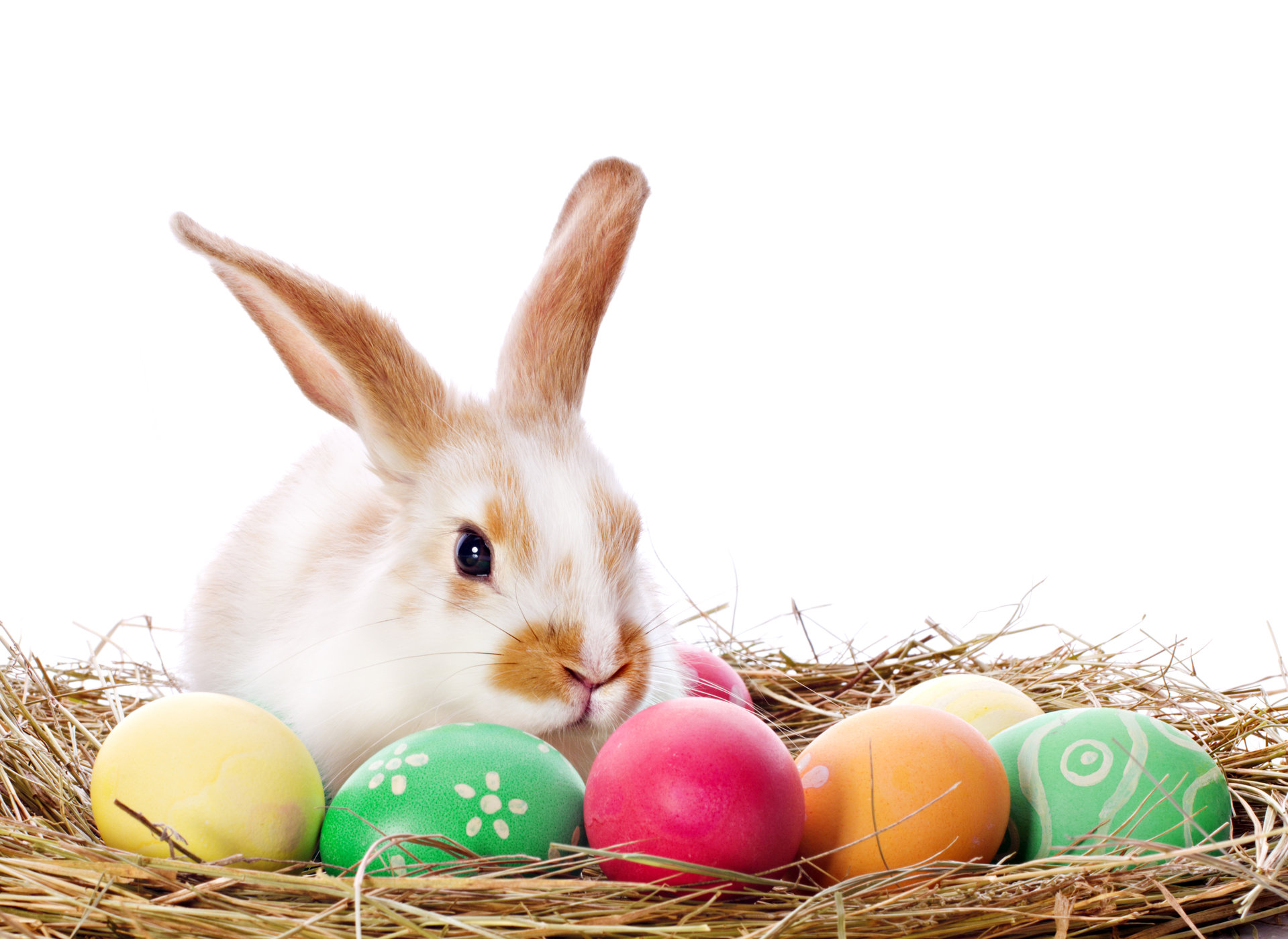 easter-bunny.jpg