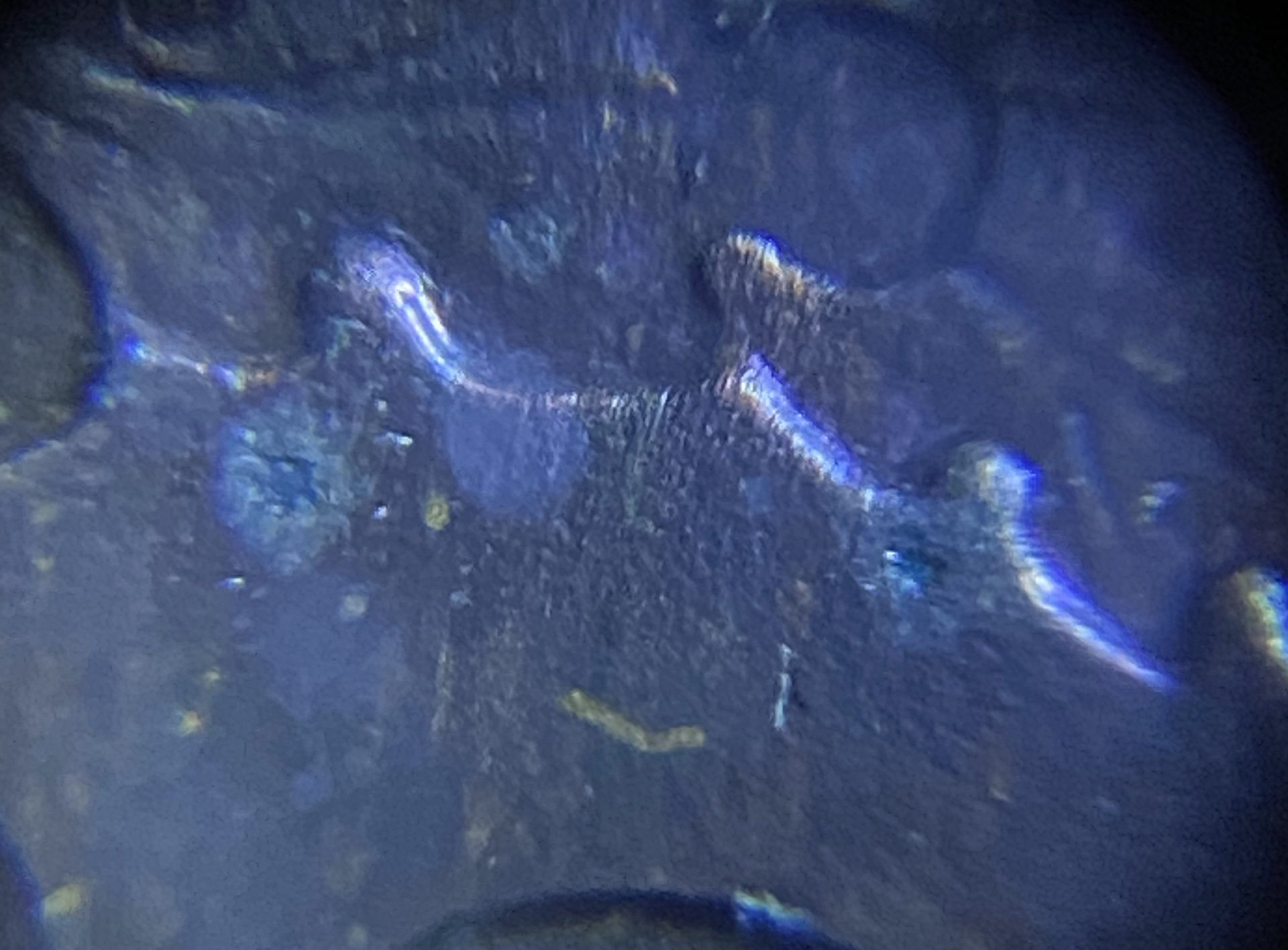 EBC64349-3EAF-452D-B42B-C38CACBE1134.jpeg