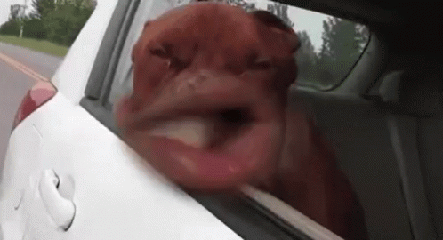 EC681DDE-FFA7-42B6-A19B-7FC09F4EE94E.gif