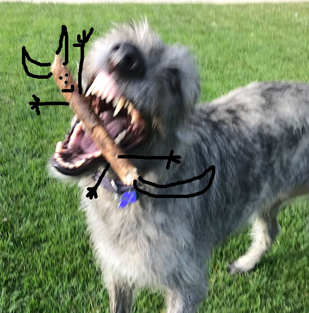 Egan with cat in his mouth.jpg