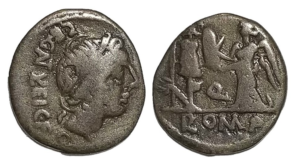 Egnatuleius quinarius.jpg