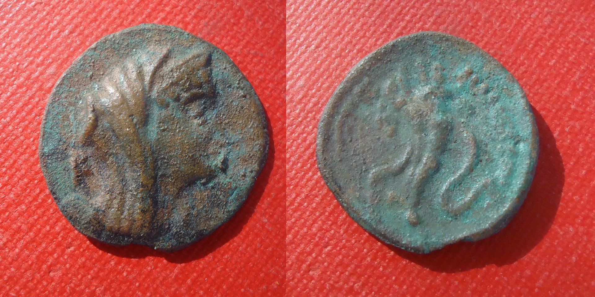Egypt - Uknown Veiled cornucop AZ Sep 2019sun (0).jpg