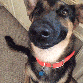 EKdqpio.gif