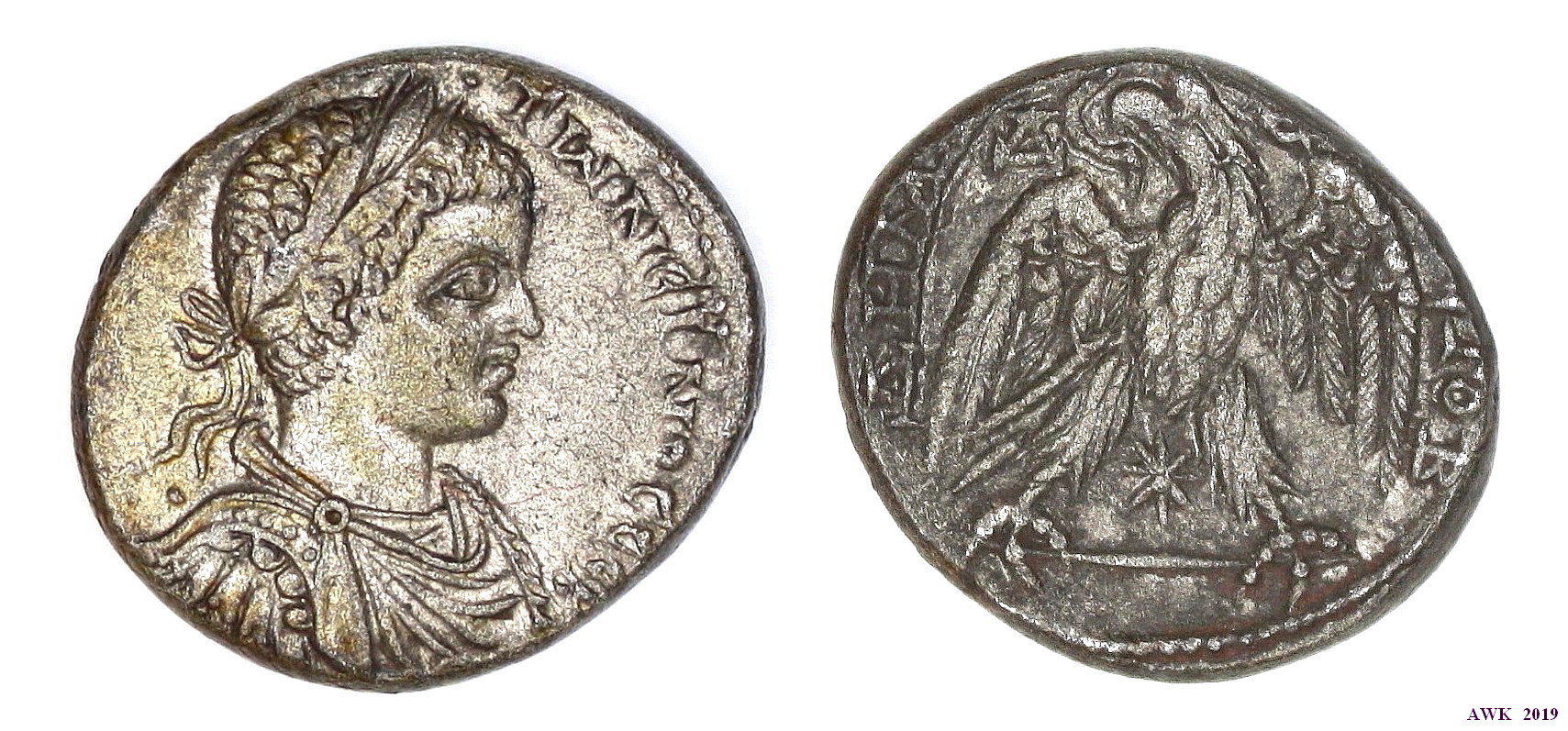 Elagabalus tet., October 2, 2019.jpg