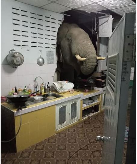 Elephant in the doggie door.JPG