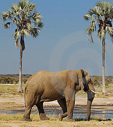 elephant & palms.jpg