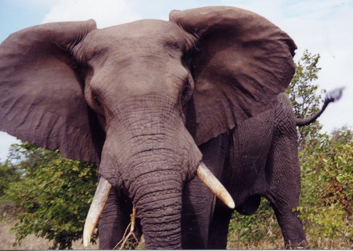 elephant - photo contest.jpg