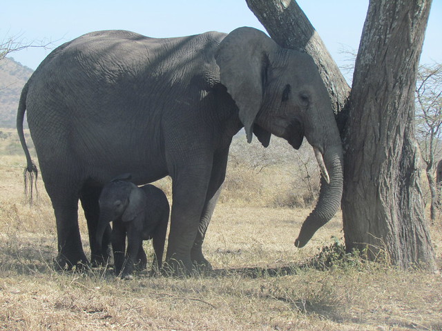 elephant_baby.jpg