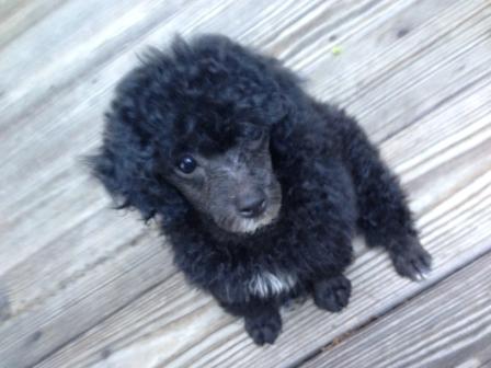Ellie on Porch 9 weeks old LR.JPG