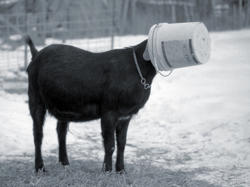 embarrassed goat.jpg