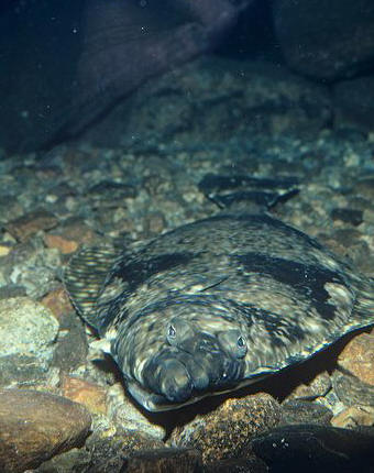 eng halibut camo.jpg