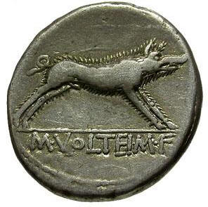 Erymanthian boar b.jpg