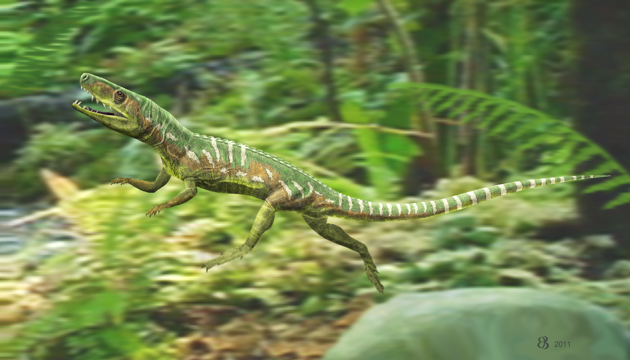 Euparkeria_capensis.png