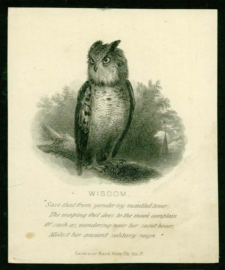 Excelsior Owl.jpg