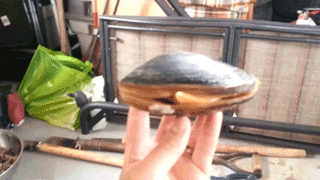 f595f4c.gif
