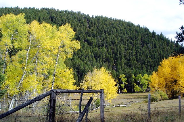 Fall colors, Lost Horse Rd. 2.jpg