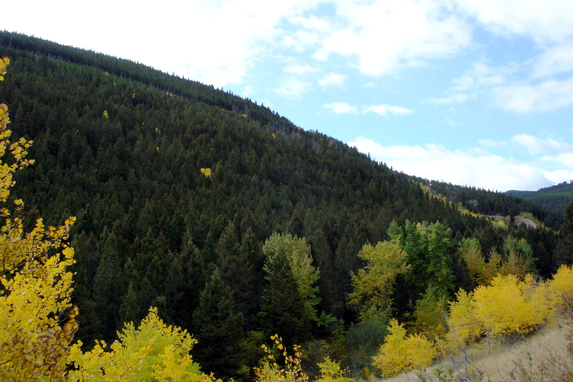 Fall colors, Marysville Rd.jpg