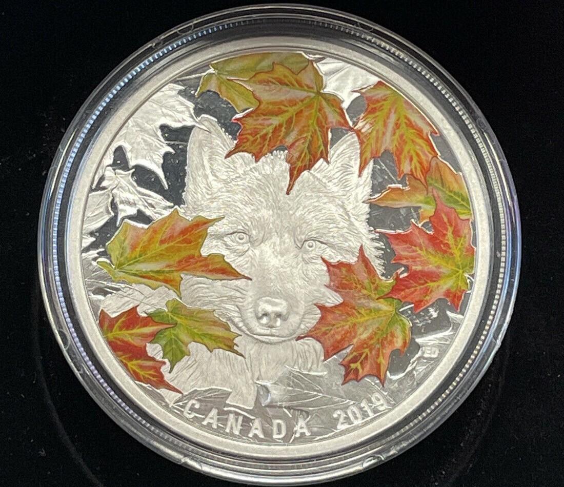 Fall Wolf.jpg