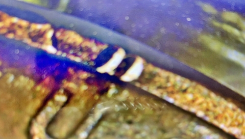 FD596E72-3321-4934-A94C-6AD723645D46.jpeg