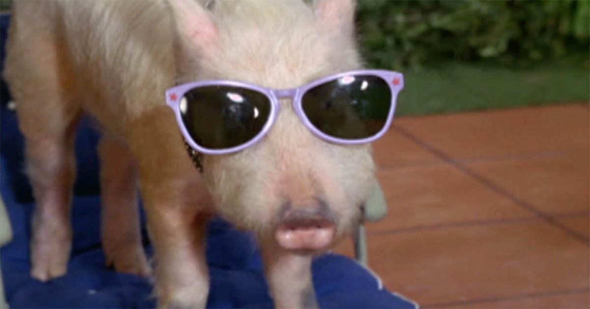 fDn5K-1536257860-1180-lists-arnoldpig_main_1200.jpg