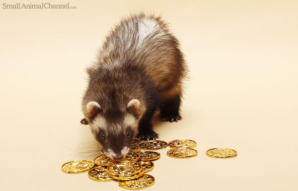 ferret119-140416.jpg