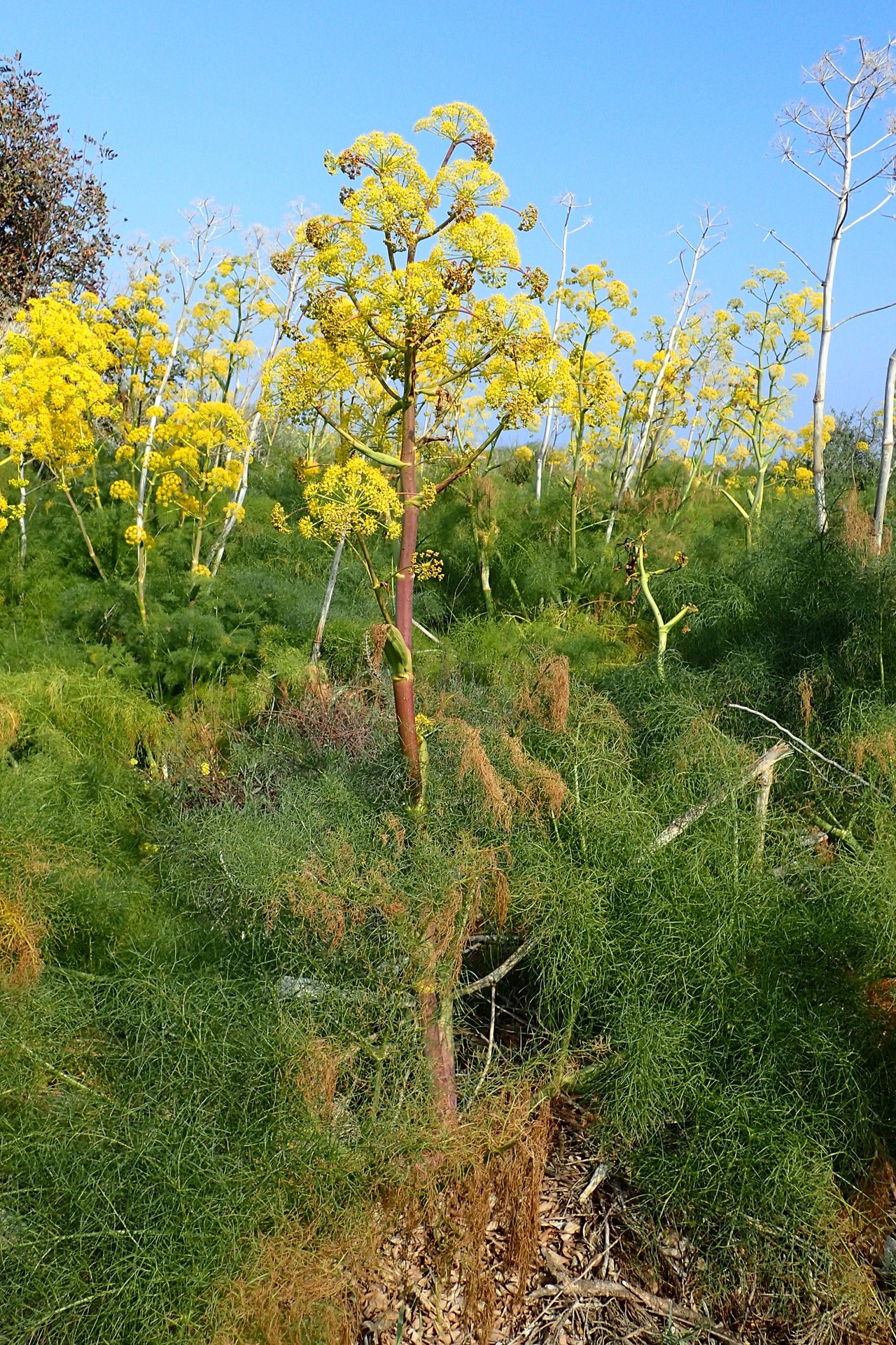 Ferula_communis.jpg