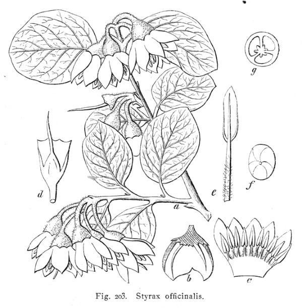 FIG_203_mittel.jpg