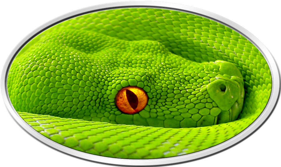 Final_GreenPython_awake_3_1__05137.1465393654.1280.1280.jpg