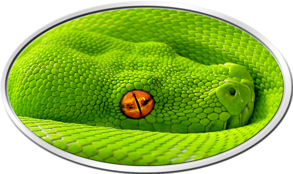 Final_GreenPython_sleeping_4_1__66364.1465393654.1280.1280.jpg