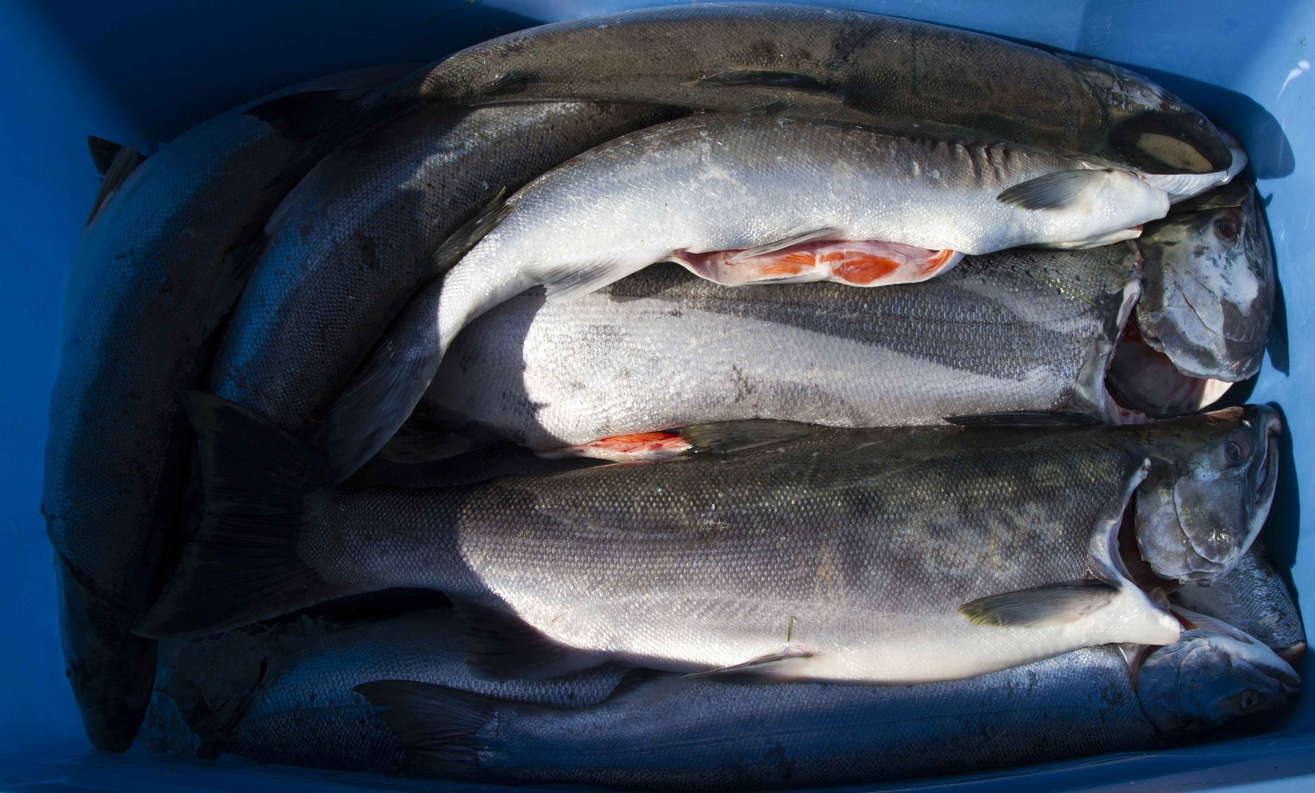 Fish 1.jpg