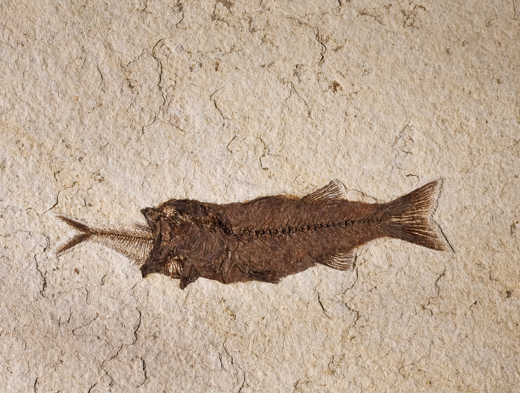 Fish fossil.jpg