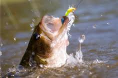 fish.jpg